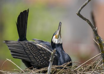 Tisza-tavi madárrezervátum