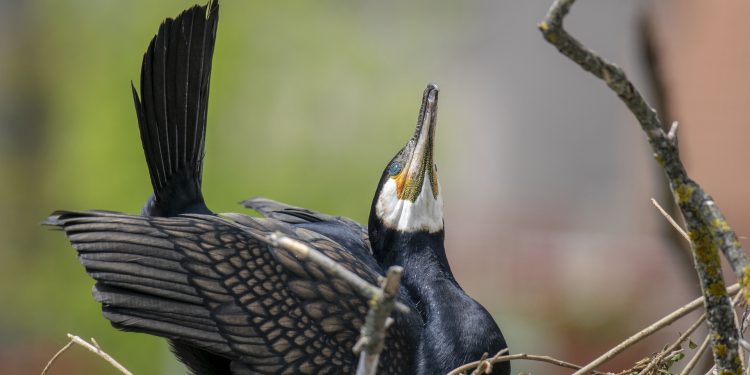 Tisza-tavi madárrezervátum