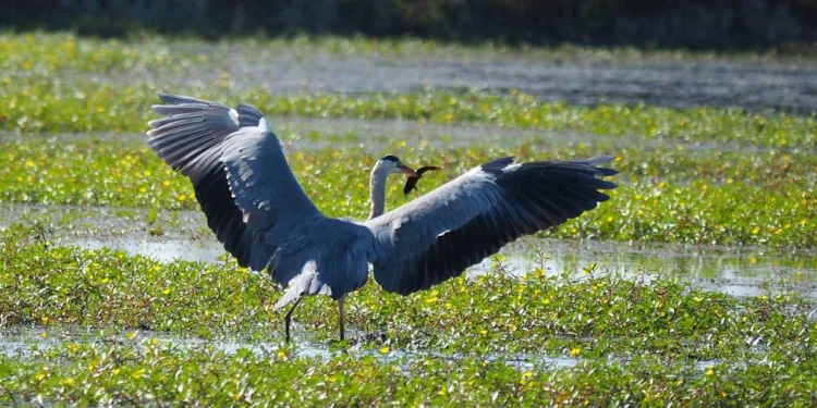 A Tisza-tó állatvilága – Egyedülálló ökoszisztéma a Hortobágyi Nemzeti Park szívében